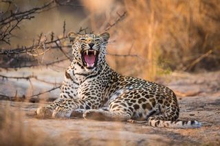 Leopard In Kruger