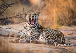 Leopard In Kruger