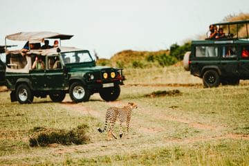Leopard safari malawi unsplash Leopard safari malawi unsplash
