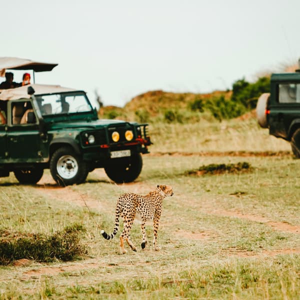 Leopard safari malawi unsplash