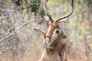 Leopard Strike