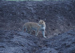 Leopard Leopard