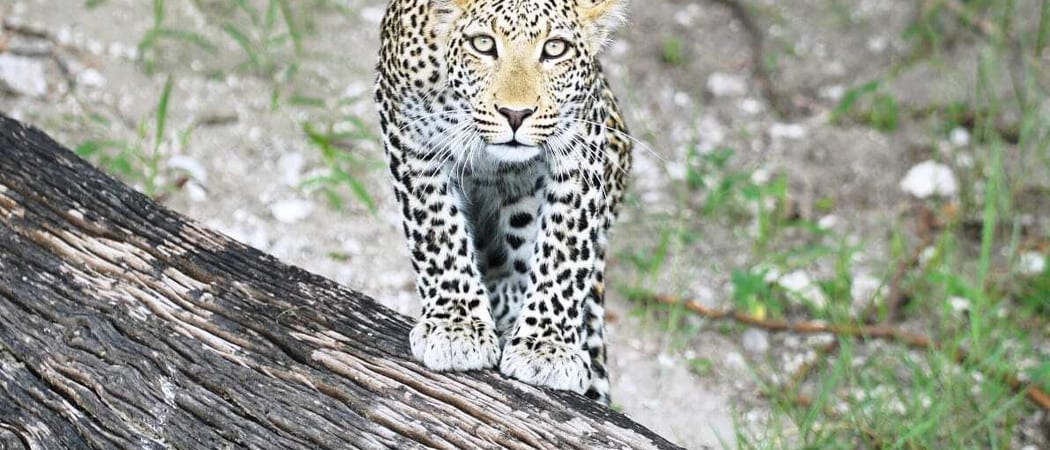 Leopard about to pounce Munchenje Safari Lodge
