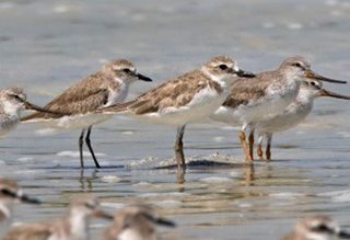 Less Sand Plover Less Sand Plover