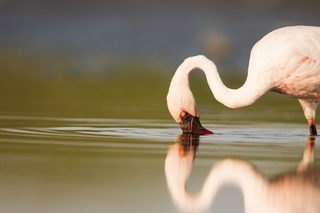 Lesser Flamingo Lesser Flamingo
