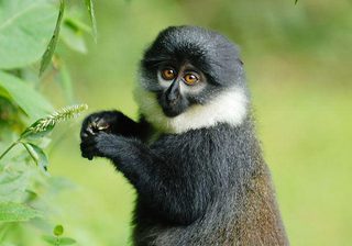 Lhoests Monkey 551554Ff 7D44 48Fc 85Ac 5Bb54De3Ab7 Resize 750 Lhoests Monkey 551554Ff 7D44 48Fc 85Ac 5Bb54De3Ab7 Resize 750