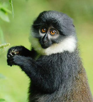 Lhoests Monkey 551554Ff 7D44 48Fc 85Ac 5Bb54De3Ab7 Resize 750 Lhoests Monkey 551554Ff 7D44 48Fc 85Ac 5Bb54De3Ab7 Resize 750