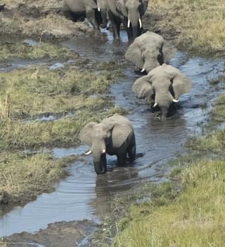 Linyanti Bush Camp Chobe Enclave Botswana Herd Of Elephant 5Sw2547 2 118