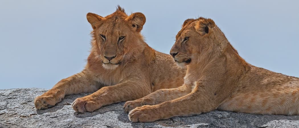 Lion 1087287 1280