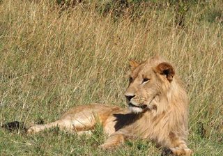 Lion 3 Lion 3