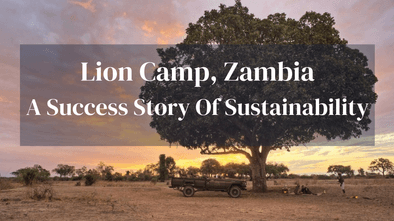 Lion Camp Sustainability Success
