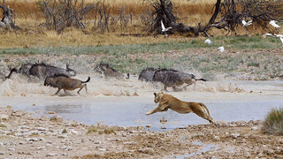 Lion Chase Etosha Namibia