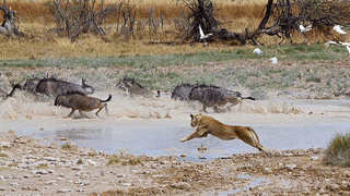 Lion Chase Etosha Namibia Lion Chase Etosha Namibia