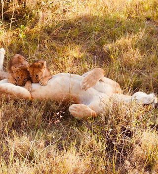 Lion Cubs 2