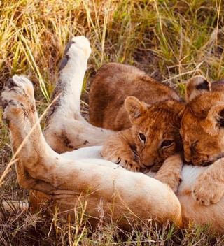 Lion Cubs Lion Cubs