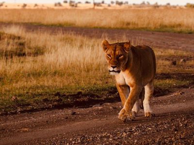 Lion Sunset Lion Sunset