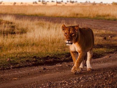 Lion Sunset