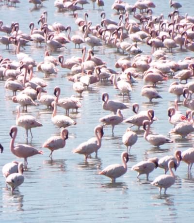 Lesser Flamingos at Lake Elementeita Mbweha Camp
