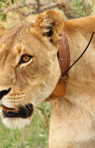 Lion Collar