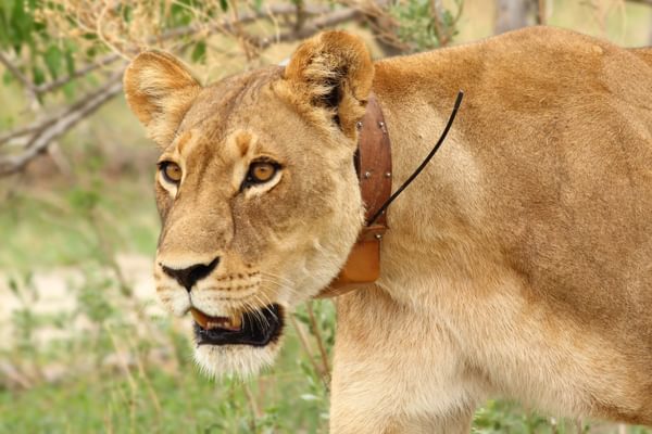 Lion Collar Lion Collar