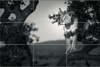 Lioness Composition Lioness Composition