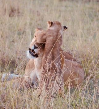 Lions 3 Lions 3