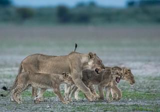 Lions Central Kalahari Game Reserve
