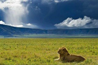 Lions Ngorongoro Lions Ngorongoro