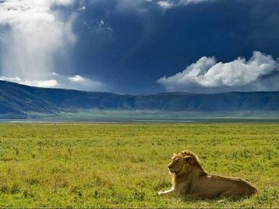 Lions Ngorongoro