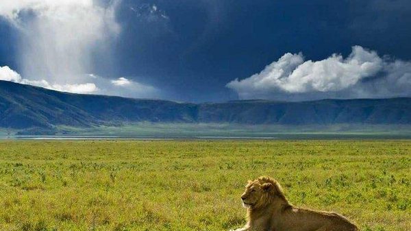 Lions Ngorongoro Lions Ngorongoro