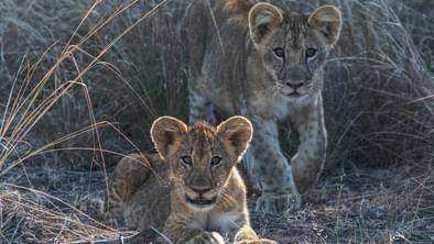 Lions South Luangwa Zambia