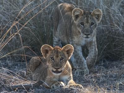 Lions South Luangwa Zambia