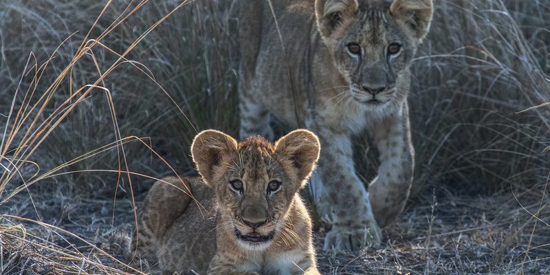 Lions South Luangwa Zambia Lions South Luangwa Zambia