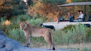 Little Mombo Camp Lion Safari
