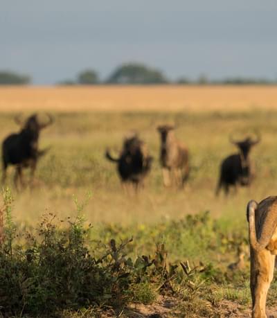 Liuwa Lion Luxury Zambia Safaris
