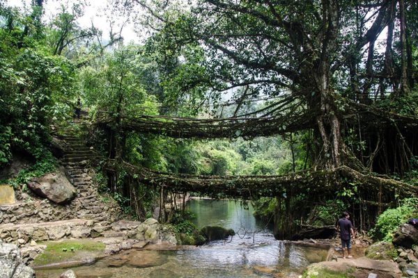Living root bridge india Living root bridge india