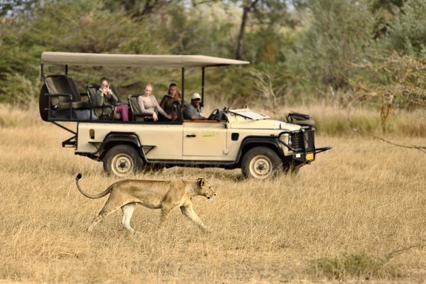 Azura Selous Game Drive Lioness Azura Selous Game Drive Lioness