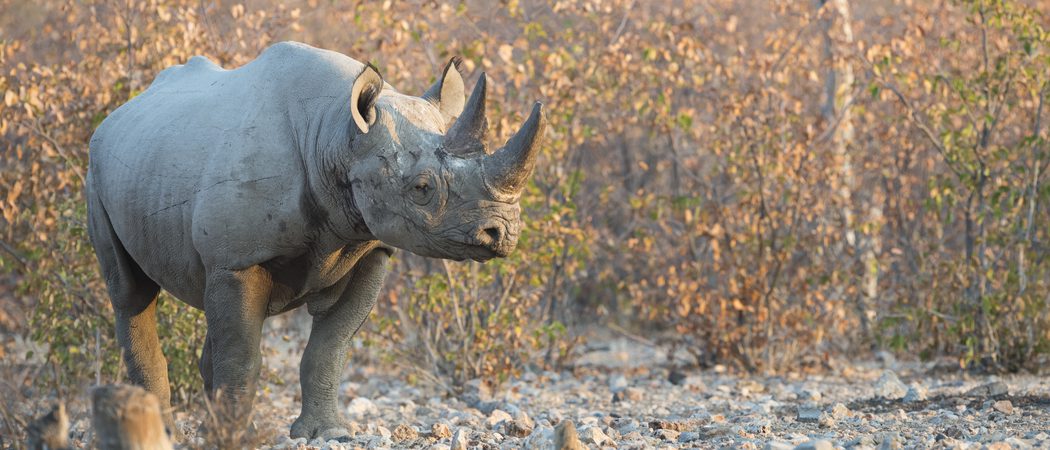 Black Rhino  Etosha