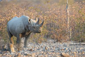 Black Rhino Etosha Black Rhino Etosha