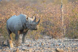 Black Rhino  Etosha