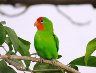 Love Bird Sao Tome