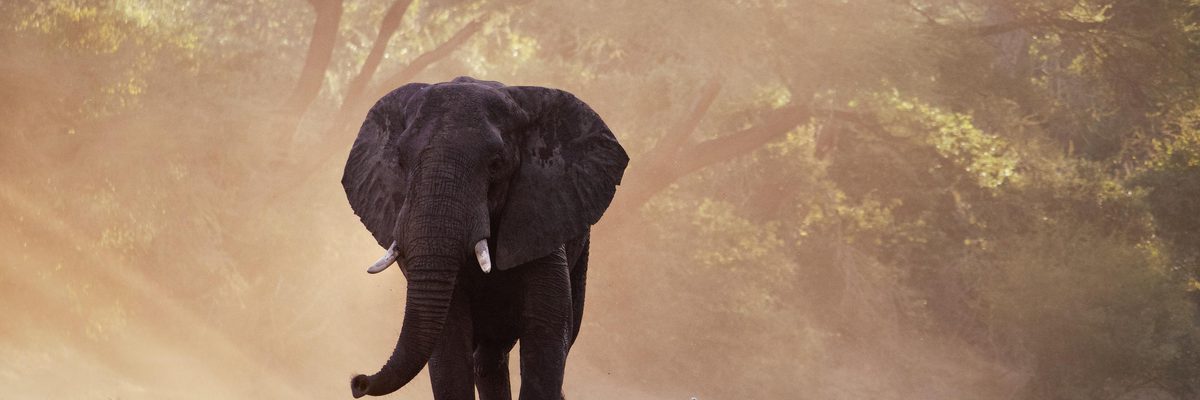 Elephant Walking Zambia Elephant Walking Zambia