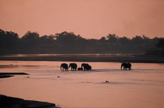 Luangwa Bush Camping Elephant River Crossing