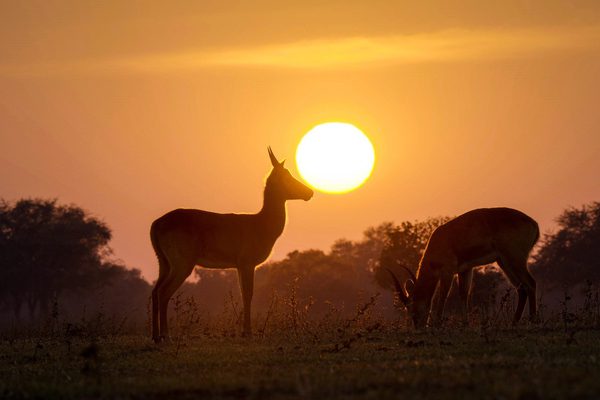 Zambia Safari Zambia Pixabay2 Zambia Safari Zambia Pixabay2
