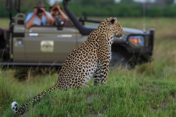 Machaba safaris experience safari game drive 03 botswana Machaba safaris experience safari game drive 03 botswana