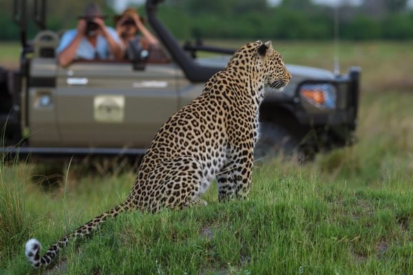 Machaba safaris experience safari game drive 03 botswana Machaba safaris experience safari game drive 03 botswana