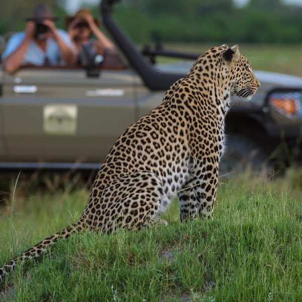 Machaba safaris experience safari game drive 03 botswana