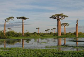 Madagascar In January