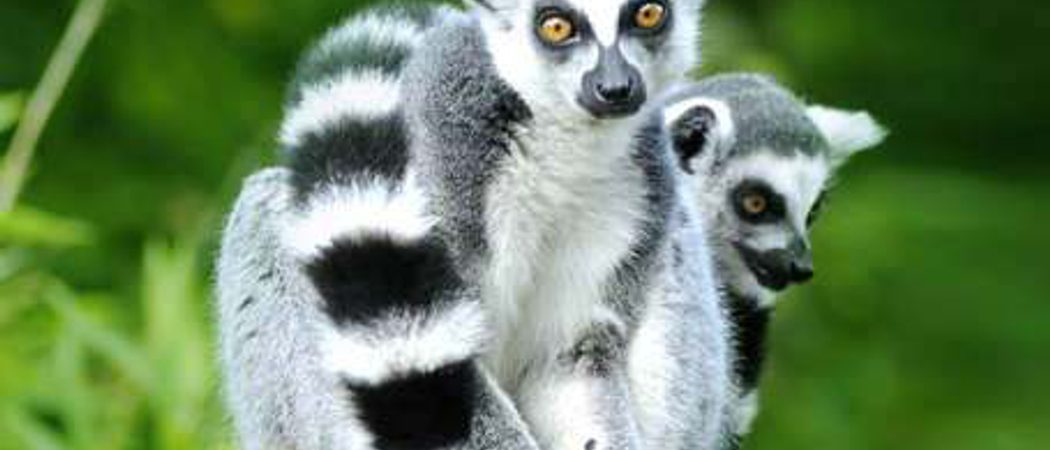Madagascar Lemurs