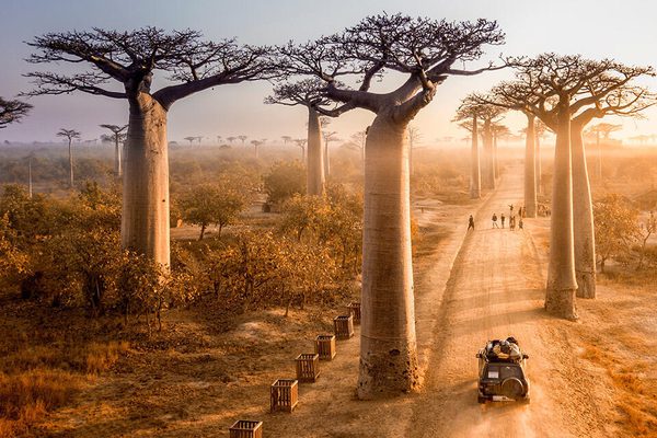 Baobab madagascar Baobab madagascar